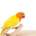 Lovebird Stands