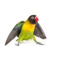 Lovebird Supplements