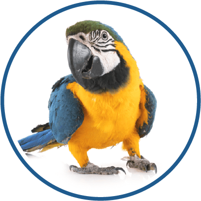 Macaw