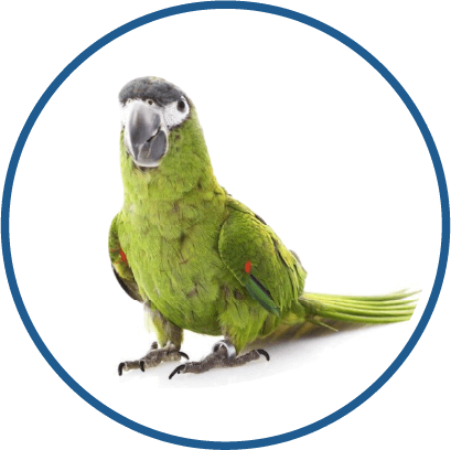 Macaw - Small