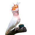 Major Mitchell's Cockatoo Food