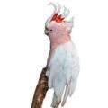 Major Mitchell's Cockatoo Stands