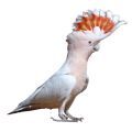 Major Mitchell's Cockatoo Supplies
