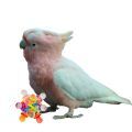 Major Mitchell's Cockatoo Toys