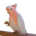 Major Mitchell's Cockatoo Treats