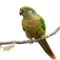 Maroon Bellied Conure Accessories