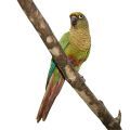 Maroon Bellied Conure Stands