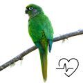 Maroon Bellied Conure Supplements