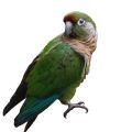 Maroon Bellied Conure Supplies