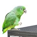 Mealy Amazon Cages