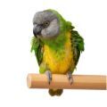 Accessories for Senegal and Meyer's Parrots