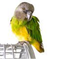 Senegal and Meyer's Parrot Cages