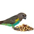 Food for Senegal and Meyer's Parrots