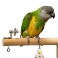 Stands for Senegal and Meyer's Parrot
