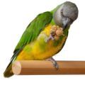 Treats for Senegal and Meyer's Parrot