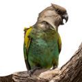 Meyer's Parrot Accessories