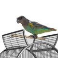 Meyer's Parrot Cages