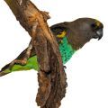 Meyer's Parrot Stands