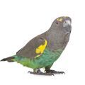 Meyer's Parrot Supplies