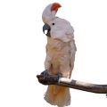 Moluccan Cockatoo Accessories
