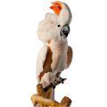 Moluccan Cockatoo Stands