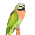 Moustached Parakeet Parrot Stands