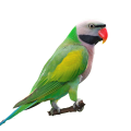 Moustached Parakeet Parrot Supplies