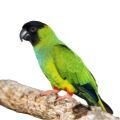Nanday Conure Accessories