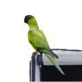 Nanday Conure Cages