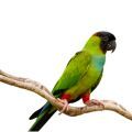 Nanday Conure Stands
