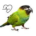 Nanday Conure Supplements
