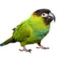 Nanday Conure Supplies
