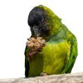 Nanday Conure Treats