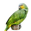 Orange Winged Amazon Food