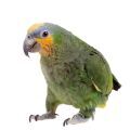 Orange Winged Amazon Supplies