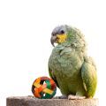 Orange Winged Amazon Toys
