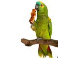 Orange Winged Amazon Treats