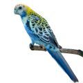 Pale-headed Rosella Accessories