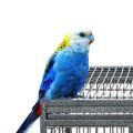 Pale-headed Rosella Cages