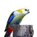 Pale-headed Rosella Food