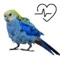 Pale-headed Rosella Supplements