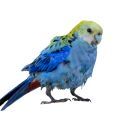 Pale-headed Rosella Supplies