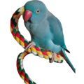 Parrot Perches & Swings