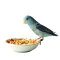 Food for Parrotlets