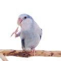 Supplements for Parrotlet