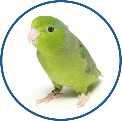Parrotlet