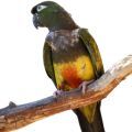 Patagonian Conure Accessories