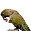 Patagonian Conure Treats