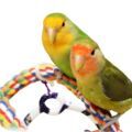 Peach Faced Lovebird Accessories