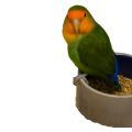 Peach Faced Lovebird Food